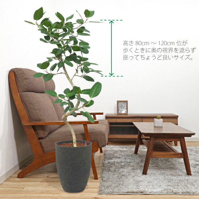 フィカス ベンガレンシス ベンガルゴム C 送料込み 水やり簡単 ハイドロカルチャー 水位計つき ソーホーラウンド2 樹脂鉢セット Magicpete Net