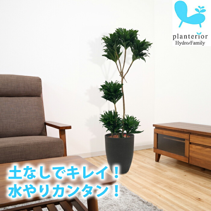 ハイドロカルチャー コンパクタ 送料込み コンパクタ 樹脂鉢セット タノシミドリ ソーホーラウンド2 送料込み 水位計つき ドラセナ 水やり簡単 水やり簡単