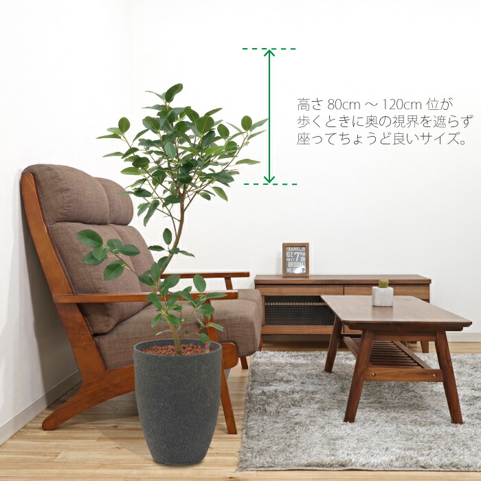 フィカス ルビギノーサ フランスゴム 送料込み 水やり簡単 ハイドロカルチャー 水位計つき ソーホーラウンド2 樹脂鉢セット Prescriptionpillsonline Is