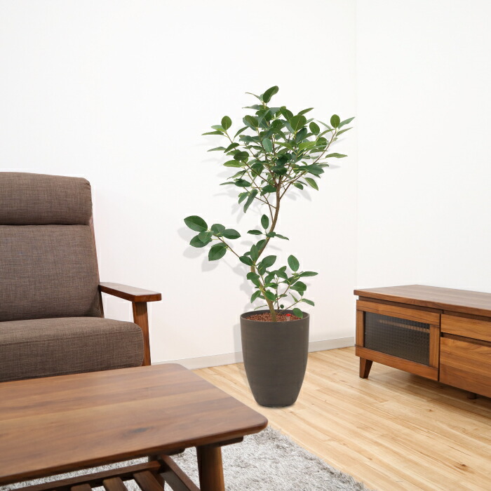 フィカス ルビギノーサ フランスゴム 送料込み 水やり簡単 ハイドロカルチャー 水位計つき ソーホーラウンド2 樹脂鉢セット Prescriptionpillsonline Is