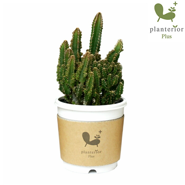 限定商品‼️❤️【大人気観葉植物】❤️電磁波吸収サボテン　極太セレウスサボテンカット苗 ❤️【大人気観葉植物】❤️電磁波吸収サボテン 極太セレウス