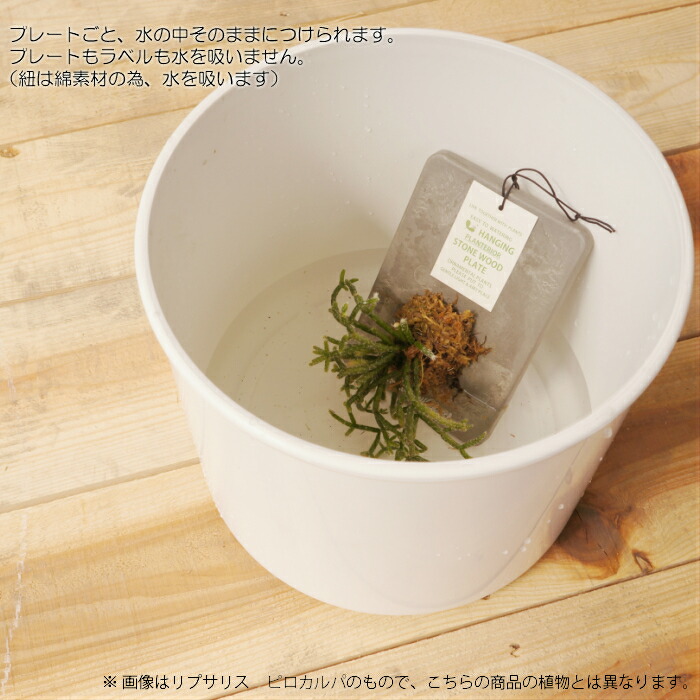 居え物 植物 リプサリス ケレウスクラ ストーンウッドプレート Hotjobsafrica Org