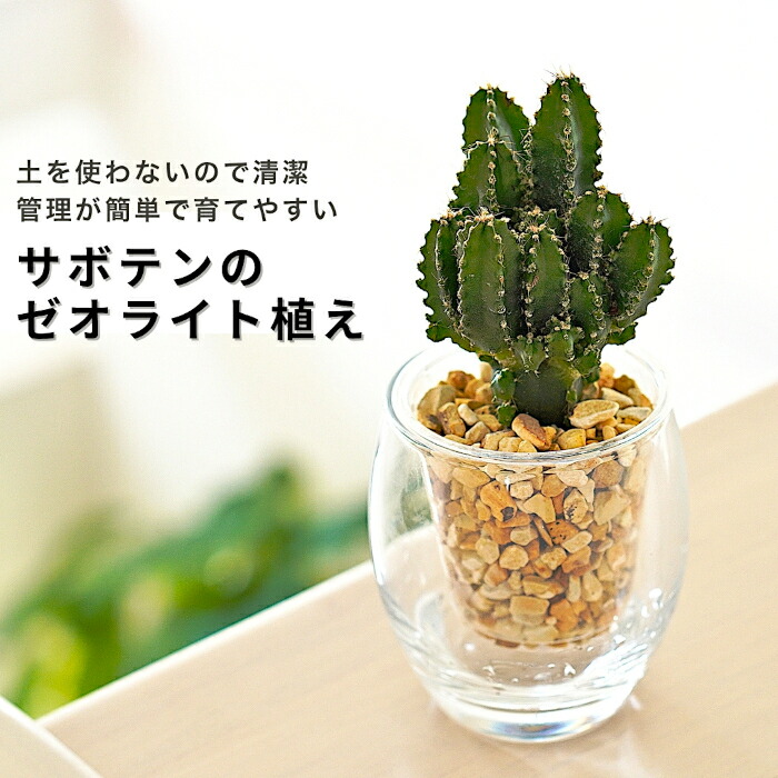 みわちゃん　カクタス　スケルトン　パーチ　おまとめ６本 みわちゃん カクタス スケルトン パーチ 細めNo.118特大No.208