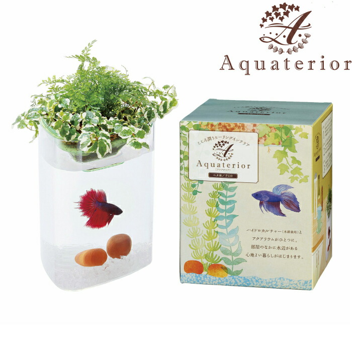 楽天市場 アクアテリア 飼育セットミニ タノシミドリ