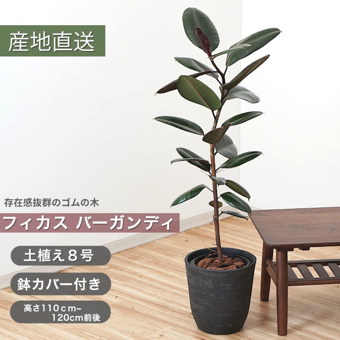 【送料無料】観葉植物 フィカス バーガンディ 8号 土植え 鉢カバー 付き ゴムの木 黒ゴム おしゃれ 大型 インテリア グリーン ギフト プレゼント 祝い 開店祝い 新築祝い ブラック