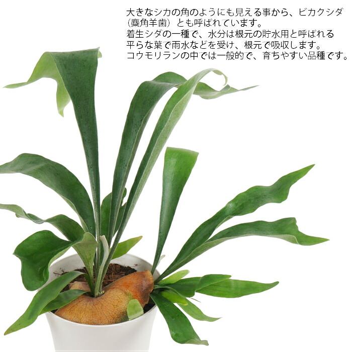 楽天市場 コウモリラン ビカクシダ ネザーランド 6寸 レア 観葉植物 土植え タノシミドリ