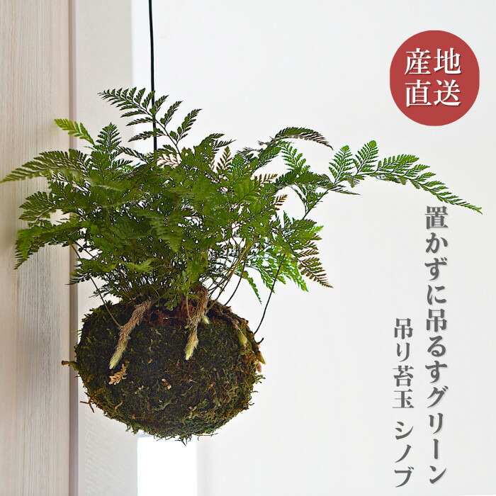楽天市場】トキワシノブ 3号【シダ植物】【苔玉素材】【日陰の植物