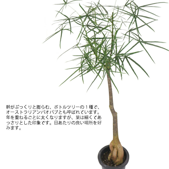 楽天市場 ブラキキトン ルペストリス 8寸 レア 観葉植物 土植え タノシミドリ