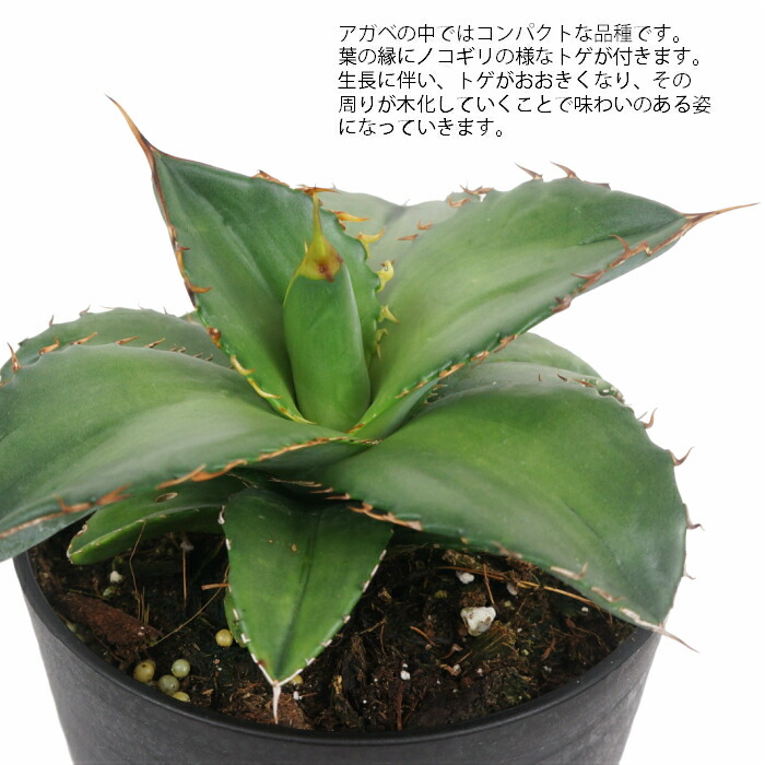 楽天市場 アガベ チタノタ ブルー 4 5寸 レア 観葉植物 土植え タノシミドリ