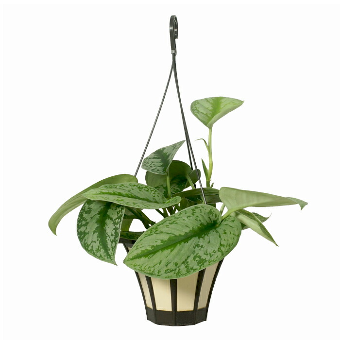 楽天市場】観葉植物【スキンダプサス属】スキンダプサストレウビイ