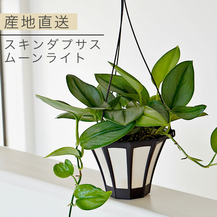 楽天市場】□観葉植物□ スキンダプサストレビー ブラック