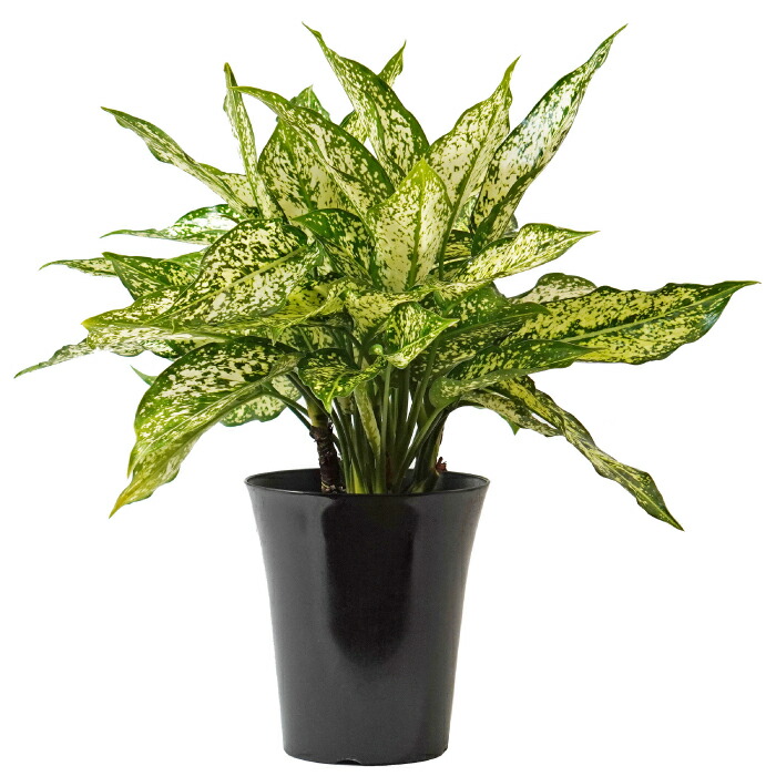 楽天市場】アグラオネマ タイスノーフレークス 3.5寸 レア 観葉植物 土