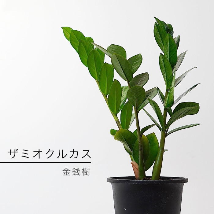 楽天市場】アンスリウム ビッタリフォリウム 3.5寸 レア 観葉植物 土