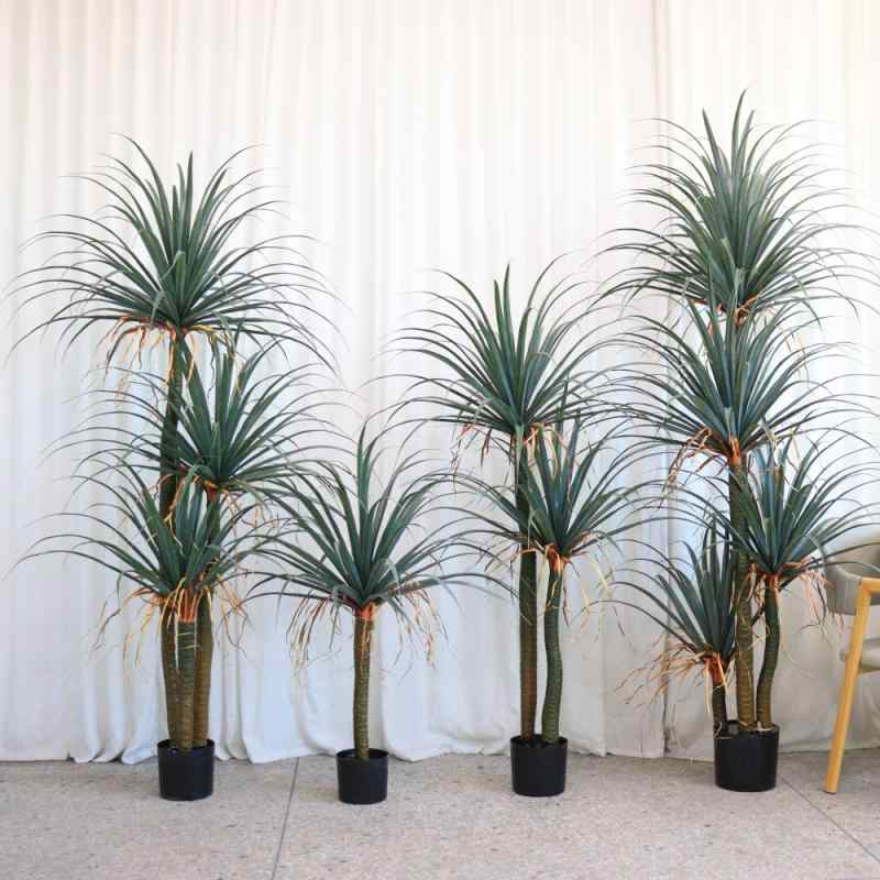 観葉植物 多杆 龍血樹 盆栽 インテリア 造景 90cm 1.2m 1.5m 1.8m 2.1m 2.4m