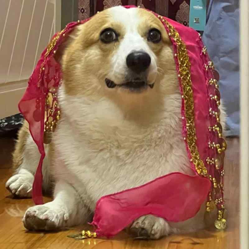 犬服 ペット用スカート コーギー 薄手 チュール 腹巻き ウエストチェーン かわいい おもしろ コスチューム ドッグウェア レッド ピンク イエロー パープル