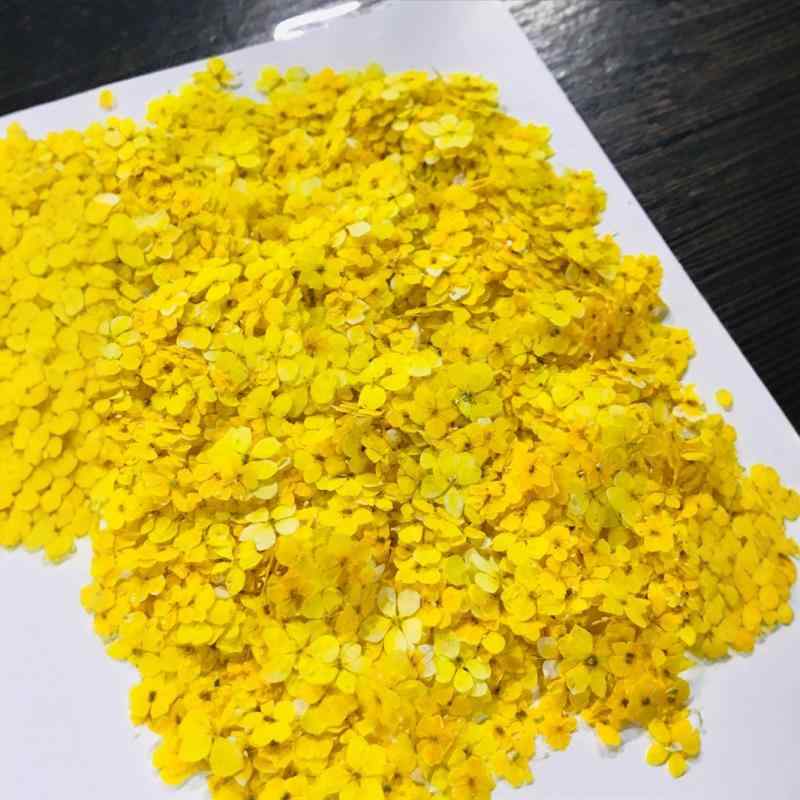 ネイルパーツ 素っ気ない御花 小花 単色 押し花 DIY 花材 作物原料品 ジェルネイル レジン封入 黄色系