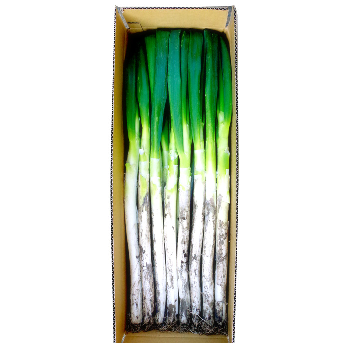 negiねぎ Amazon | 【NEGIねぎTシャツ】S～3XL半袖Tシャツ 面白い