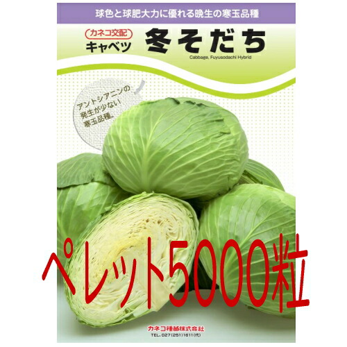 【入荷次第次第に積み出し】カネコ種苗 冬そだち 球菜 ペレット５０００粒 ガーデニング・農業-種子-野菜の種子