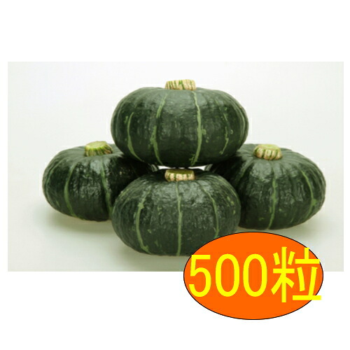 【入荷次第出荷】カネコ種苗　パンプキッズ　500粒