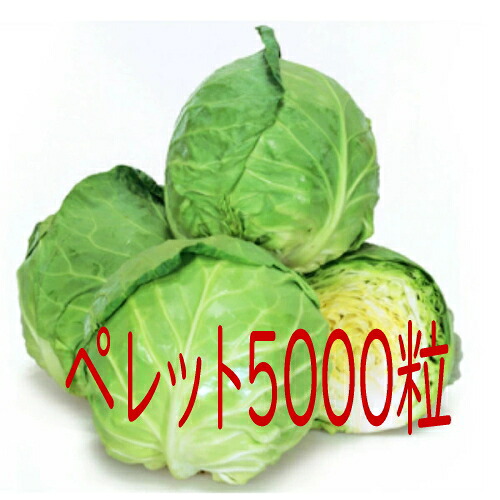 【入荷次第出荷】カネコ種苗　爽月キャベツ　ペレット５０００粒