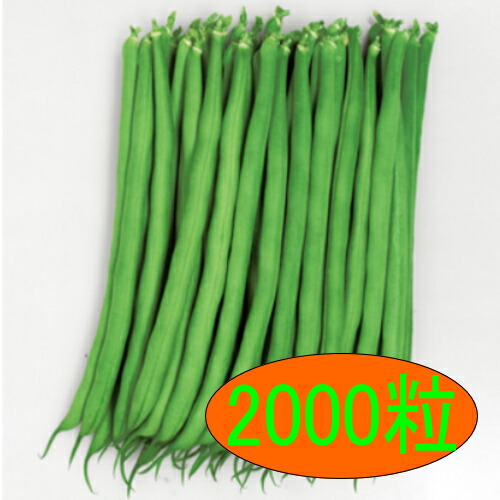 【入荷次第出荷】カネコ種苗　スーパーショット　2000粒