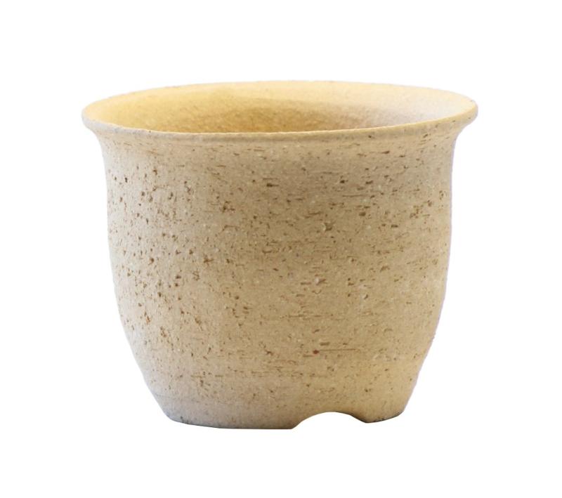 楽天市場】天山工房 富貴蘭鉢 : フェニックスガーデン