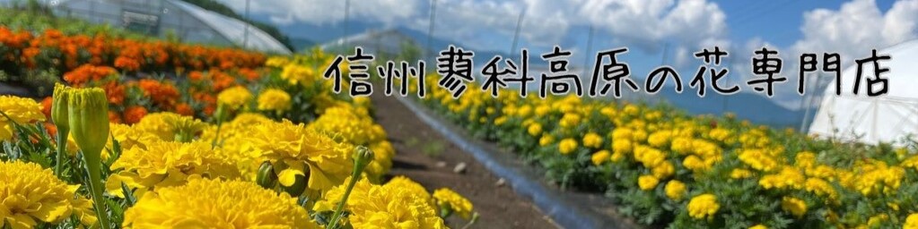 ���ʥץ��ġ���ŷ�Ծ�Ź