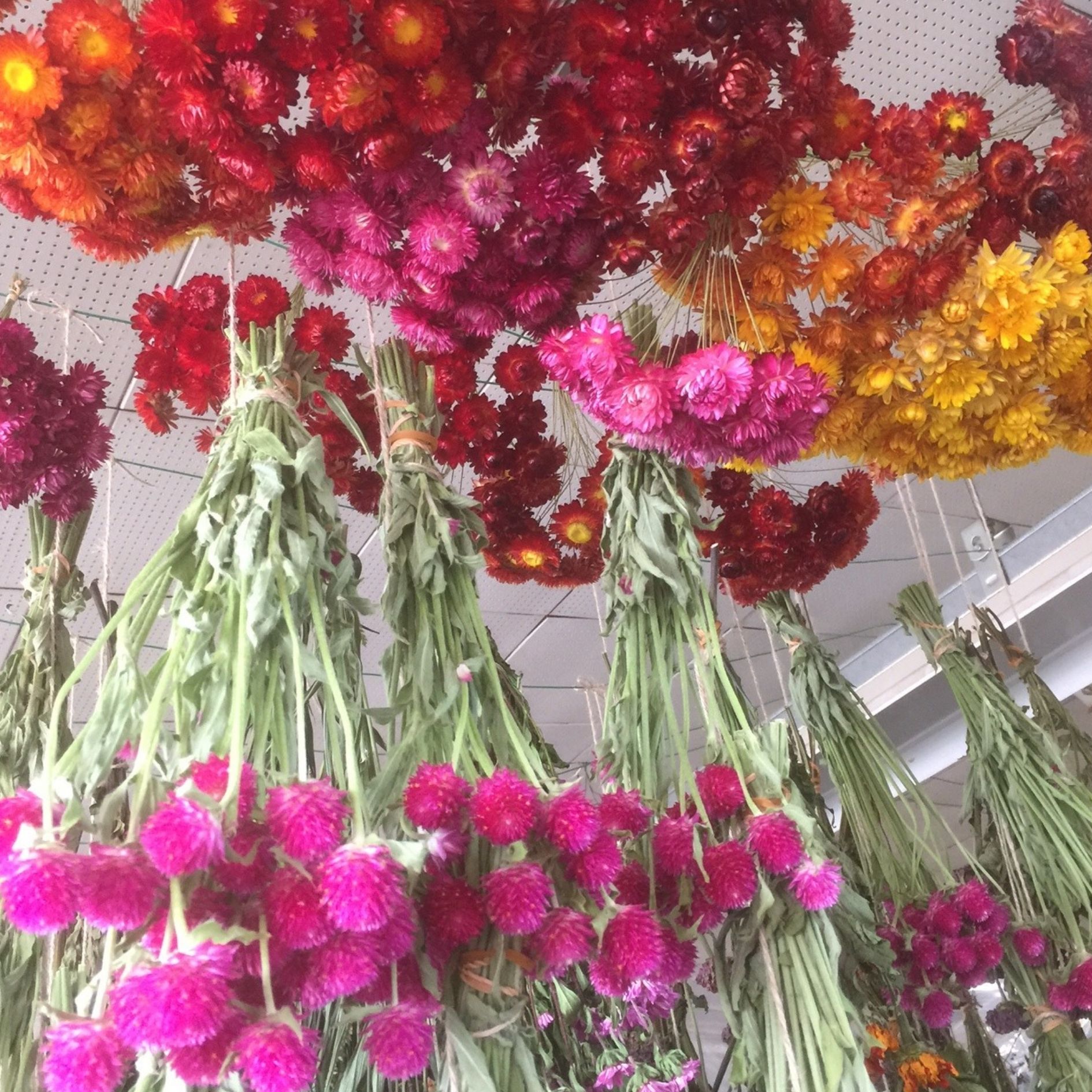 楽天市場 ブラックフライデー P10倍 クリスマスリース ドライフラワー 手作りキット 送料無料 世界に一つだけの手作りキット 花 プレゼント イエロー 壁飾り お誕生日 お祝い 蓼科プランツ 楽天市場店