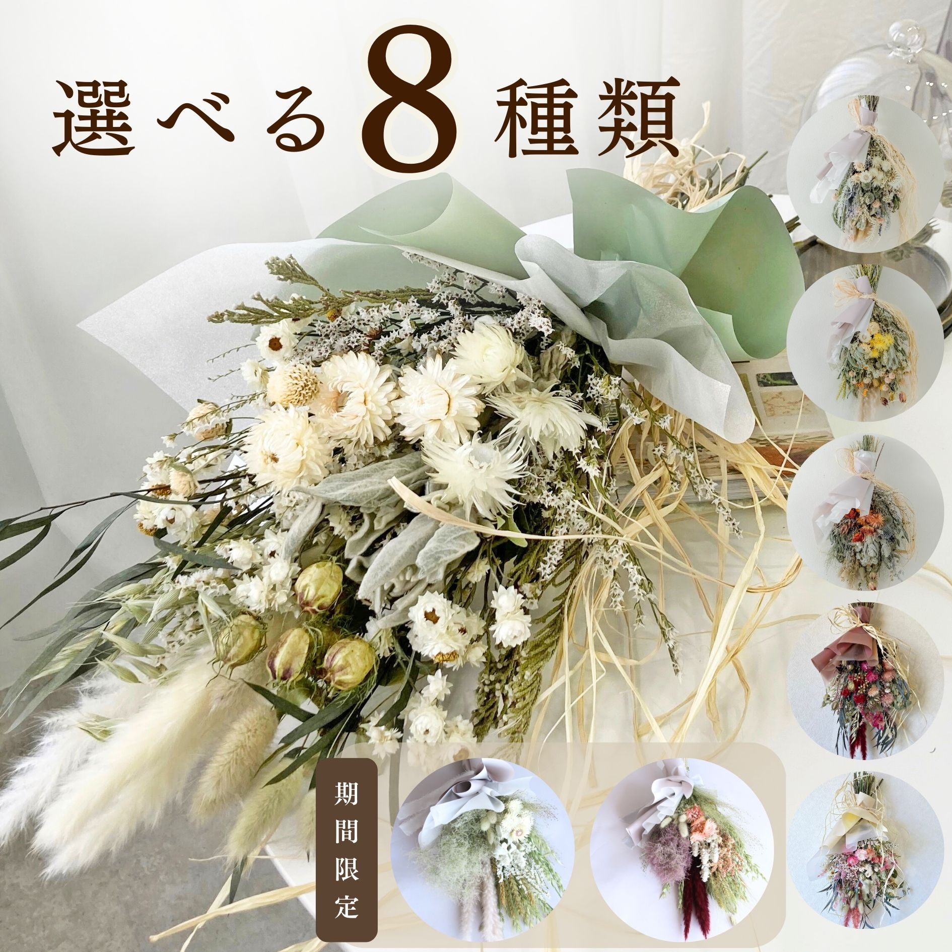 現品】スモークツリー ピンクエンジェル メス木 苗木 樹高1.2m N841