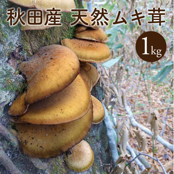 楽天市場】天然ならたけ500g 【ご予約受付中10月発送】秋田産 天然きのこ ナラタケ ボリボリ サモダシ カックイ ボリメキ モダシ モタツ ササコ  産直 直売 国産キノコ : 山の家族