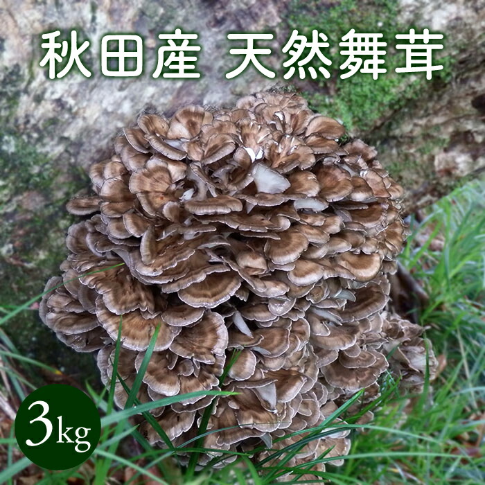 岩手県産　天然舞茸　2キロ 天然きのこ 舞茸 2キロ