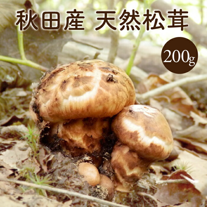 楽天市場】天然松茸300g【ご予約受付中10月発送】秋田産 クール便にて