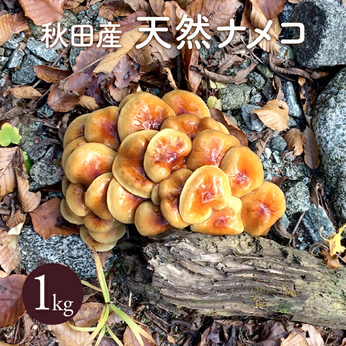 楽天市場】天然舞茸1kg【ご予約受付中！10月発送】秋田産 採れた