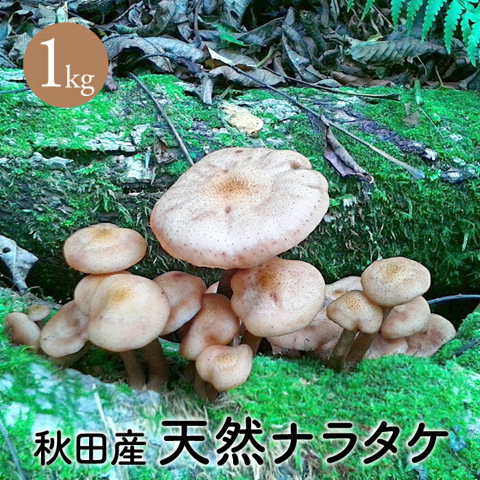 キノコ瓶詰めナラタケ(さもだし)10本 - 食品