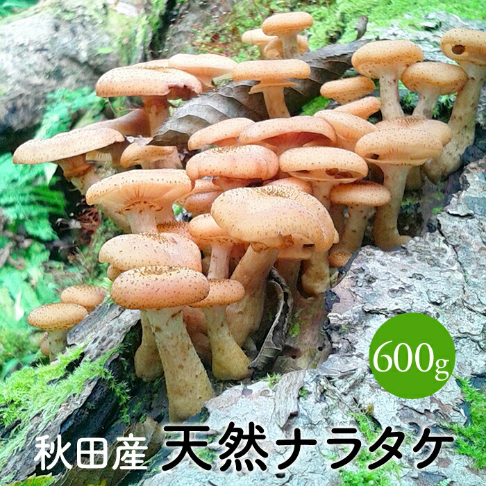 楽天市場 天然ならたけ600g 秋田産 天然きのこ ナラタケ ボリボリ サモダシ カックイ ボリメキ モダシ モタツ ササコ 産直 直売 国産キノコ 田沢湖山幸園