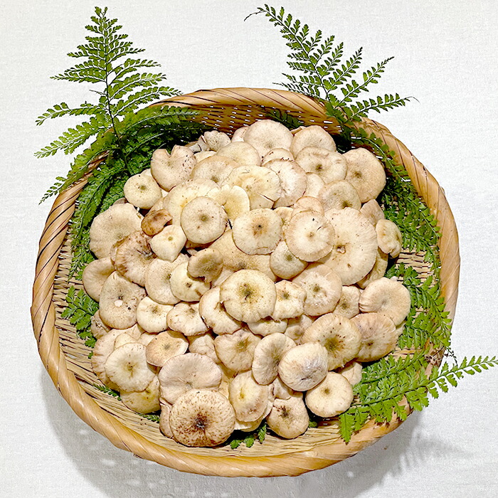 天然ならたけ600g 秋田産 カックイ ササコ サモダシ ナラタケ ボリボリ ボリメキ モタツ モダシ 国産キノコ 天然きのこ 産直 直売 最大84 Offクーポン 天然きのこ