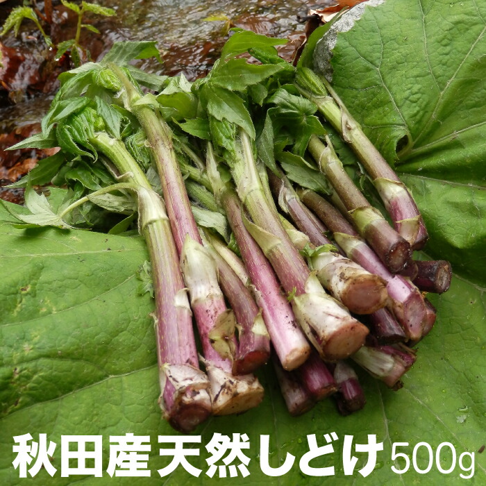 楽天市場 天然しどけ500g 21年ご予約承り中 5月出荷開始 秋田産 採りたての天然山菜をクール便で直送します お取寄せ 山の幸 自然食品 オーガニック 無農薬 シドケ モミジガサ シトギ キノシタ モミジソウ もみじがさ しとぎ きのした もみじそう 紅葉傘 紅葉草 高級