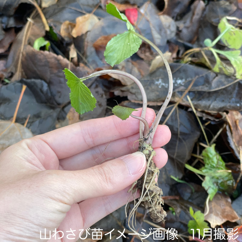 商品説明 商品名 天然山わさび 抜き苗100株 山菜苗 宿根草 商品説明 秋田の山中に自生する天然の山わさびです 庭や畑に植えることも出来ます 根はすりおろして薬味に 春と秋には花や葉 茎をおひたしやしょうゆ漬けなどにして食べることが