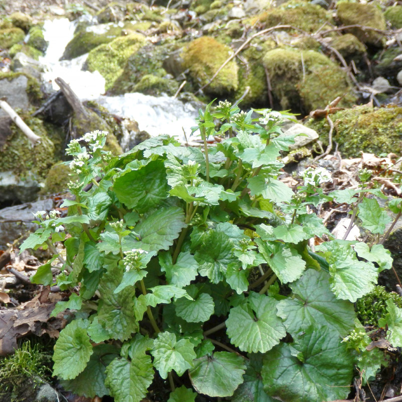 山わさび 素掘り苗100株 抜き苗 山菜苗 野菜苗 耐寒性多年草 宿根草 山ワサビ 葉わさび 田沢湖山幸園