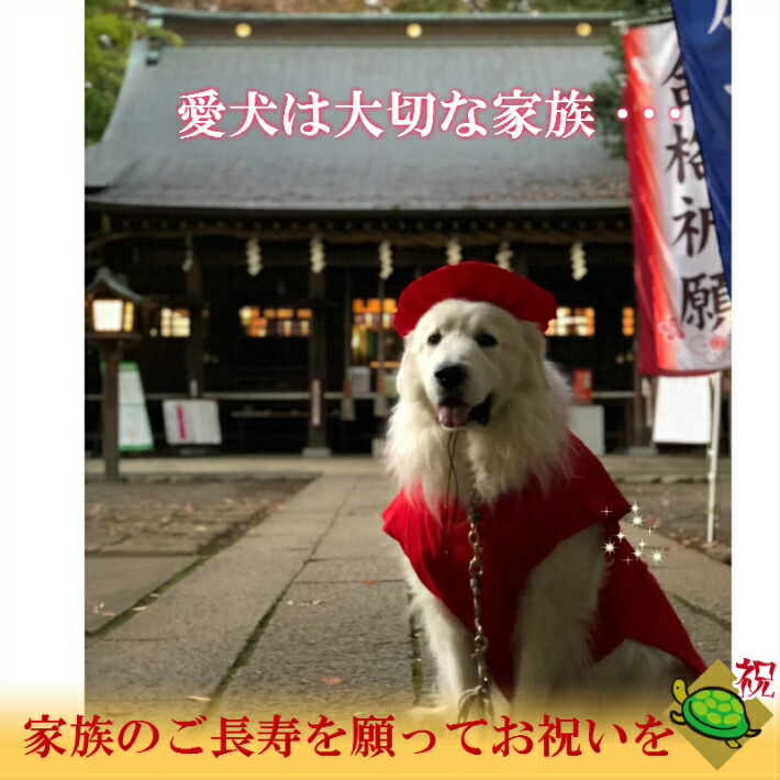 在庫限りで販売終了 大型犬 超大型犬 犬 服 春 夏 秋 冬 還暦 10歳記念 お祝い 赤 ちゃんちゃんこ 帽子 2点セット ギフト 記念日 プレゼント コスプレ Rcp 年賀状 写真撮影 インスタ映え Devils Bsp Fr