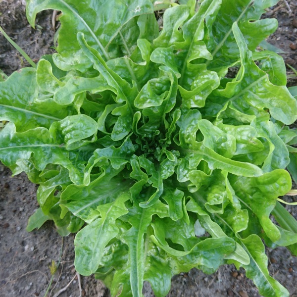 楽天市場 在来種 固定種 野菜のタネ オークリーフレタス1ml 約500粒 畑懐 はふう の種 メール便可 冷えとりとやさしい暮らしてくてく