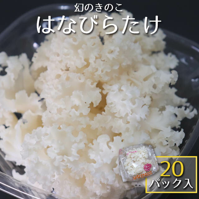 【冷蔵】信州産・はなびらたけ １箱 〔20パック入〕 【送料当店負担】