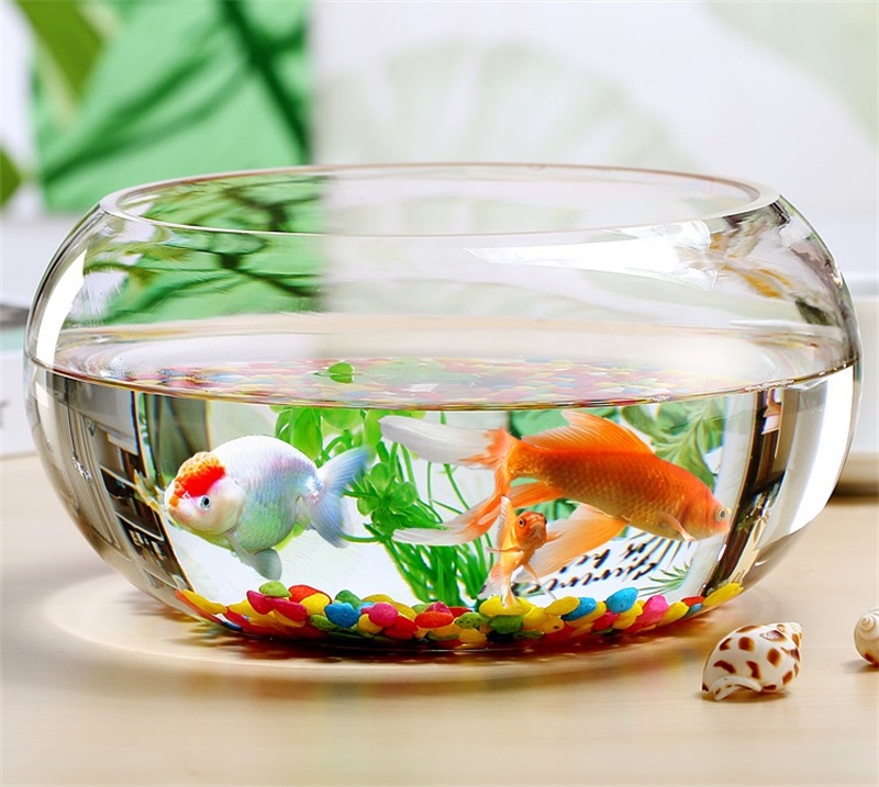 楽天市場】ガラス製【フリル 金魚鉢 大】メダカ 水槽 ブーム 観賞用