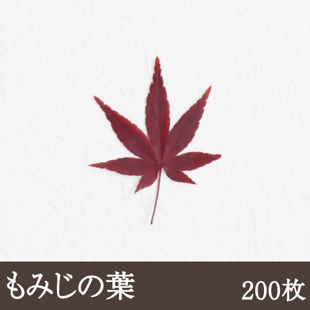 最安値挑戦！ もみじ 200枚 ネコポス便可 紅葉 業務用 飾り葉 敷き葉 和食 和菓子 秋 whitesforracialequity.org