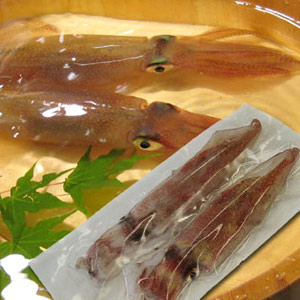 白いか 剣先イカ 山陰 日本海産 冷凍便 1g前後 2匹セット 正規品スーパーsale 店内全品キャンペーン