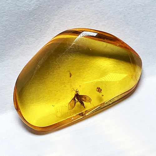 虫入り琥珀アンバーInsects in Amberリトアニア産Balttic Sea iw241212a22