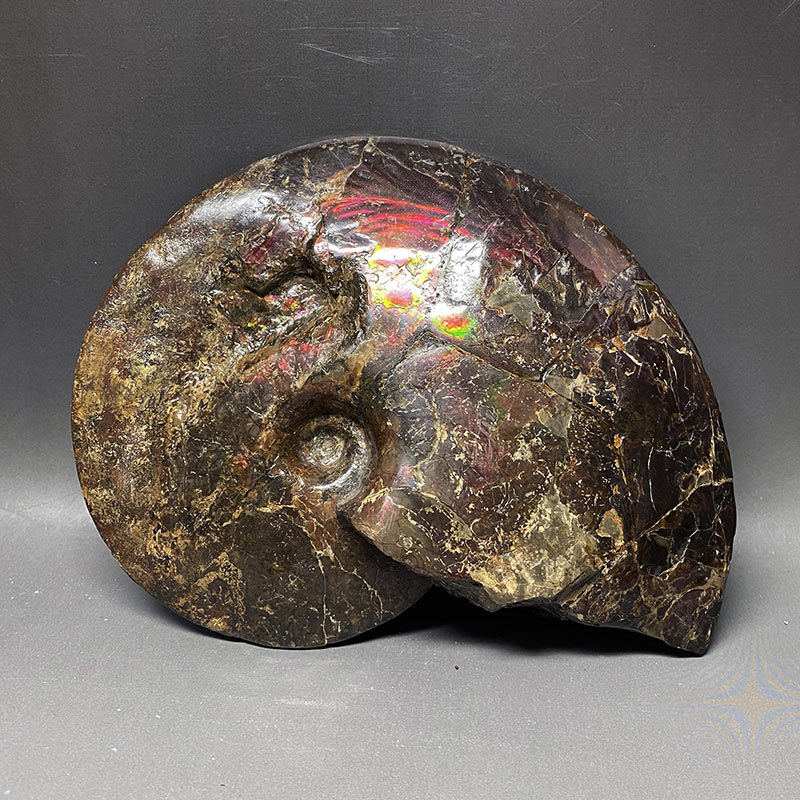 楽天市場】アンモナイトプロミクロセラス化石(母岩付）中生代ジュラ紀