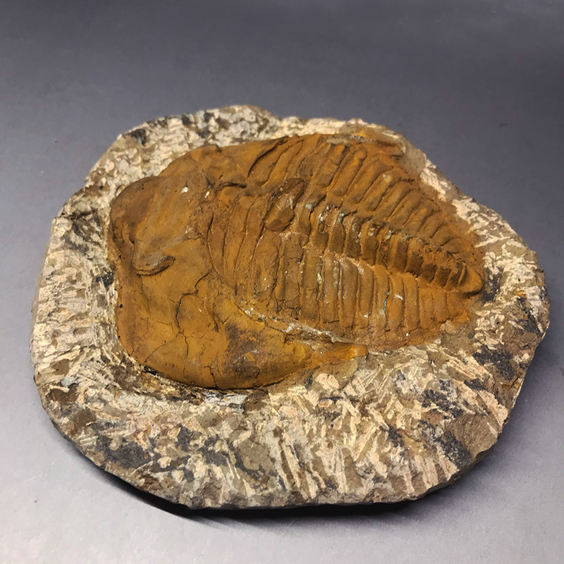 三 葉虫 の 化石