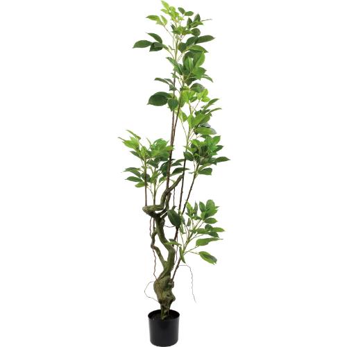 GLP-1586/180cmマルベリーツリー/業務用/新品/送料別途見積｜厨房機器と店舗用品 TENPOS