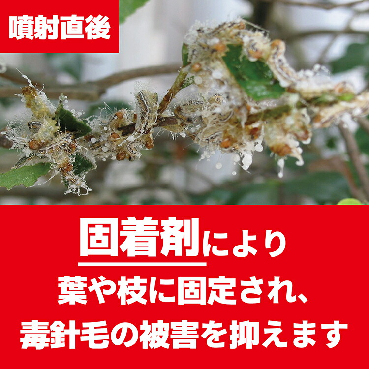 【楽天市場】毛虫 サザンカ チャドクガ 毒針毛固着剤 180ml チャドクガ毒針毛固着剤 チャドクガ固着スプレー けむし 毒針 が ガ 蛾